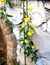 Yellow jasmine flowers