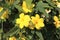 Yellow Jasmine Gelsemium sempervirens flowers