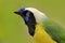 Yellow jay, detail portrait of tropic bird. Yellow Bird, black and blue head, wild nature. Green Jay, Cyanocorax yncas, wild