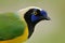 Yellow jay, detail portrait of tropic bird. Yellow Bird, black and blue head, wild nature. Green Jay, Cyanocorax yncas, wild