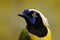 Yellow jay, detail portrait of tropic bird. Yellow Bird, black and blue head, wild nature. Green Jay, Cyanocorax yncas, wild