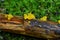 Yellow Jelly Mushrooms on Dead Log