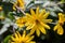 Yellow Jerusalem artichoke flowers