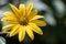 Yellow Jerusalem artichoke flowers