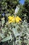 Yellow Jerusalem sage phlomis