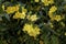 Yellow Jessamine  821838