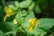 Yellow Jewelweed â€“ Impatiens pallida
