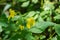 Yellow Jewelweed â€“ Impatiens pallida