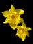 Yellow Jonquil