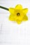 yellow jonquil