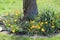 Yellow Jonquil Bulb Flowers