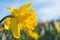 Yellow Jonquil daffodil flower on sunny meadow with morning dew