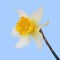 Yellow jonquil flower