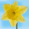 Yellow jonquil mesh flower