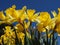 Yellow Jonquils on a spring morning in sunshine