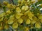 Yellow jowar Siamese senna flower with natural background