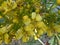 Yellow jowar Siamese senna flower with natural background