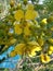 Yellow jowar Siamese senna flower with natural background