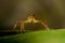 Yellow jumper spider