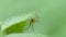 Yellow jumping spider in tropical rain forest.