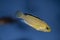 Yellow juvenile fish, cichlid Labidochromis