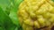 Yellow Kaffir Lime or Jeruk Purut