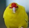 Yellow kakariki the big close up