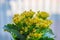 Yellow Kalanchoe blossfeldiana flowers