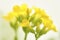 Yellow Kalanchoe Flower Cluster