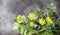 Yellow Kalanchoe flowers on a dark wooden background.Floral background.Side view