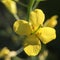 Yellow kale flower