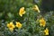 Yellow Kalmi Flower capture in a Garden