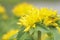 Yellow Kamtschat sedum flower