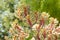 Yellow Kangaroo Paw flowers