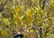 Yellow Kangaroo Paw flowers