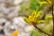 Yellow Kangaroo Paw Flowers in a spring season at a botanical garden.