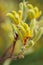 Yellow Kangaroo Paws