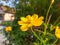 Yellow kenikir flower with blurry background.