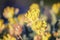 Yellow Kidney Vetch Flowers Macro