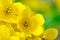 Yellow Kingcup (Marsh Marigold or Caltha Palustris) Flowers Macro