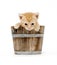 Yellow kitten in a barrel