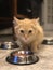 Yellow Kitten sitting at food bowl of bowl, looking at viewer