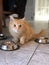 Yellow Kitten sitting at food bowl of bowl, looking at viewer