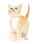 Yellow kitten on white background