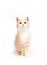 Yellow kitten on white background