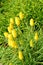 Yellow kniphofia