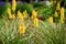 Yellow Kniphofia flowering on a meadow