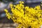 Yellow korean forsythia