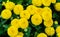 Yellow koreanum chrysanthemum. Chrysanthemum multiflora Alice. Hardy Korean chrysanthemums flowers close-up in park