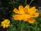 Yellow Kosmeya flower closeup